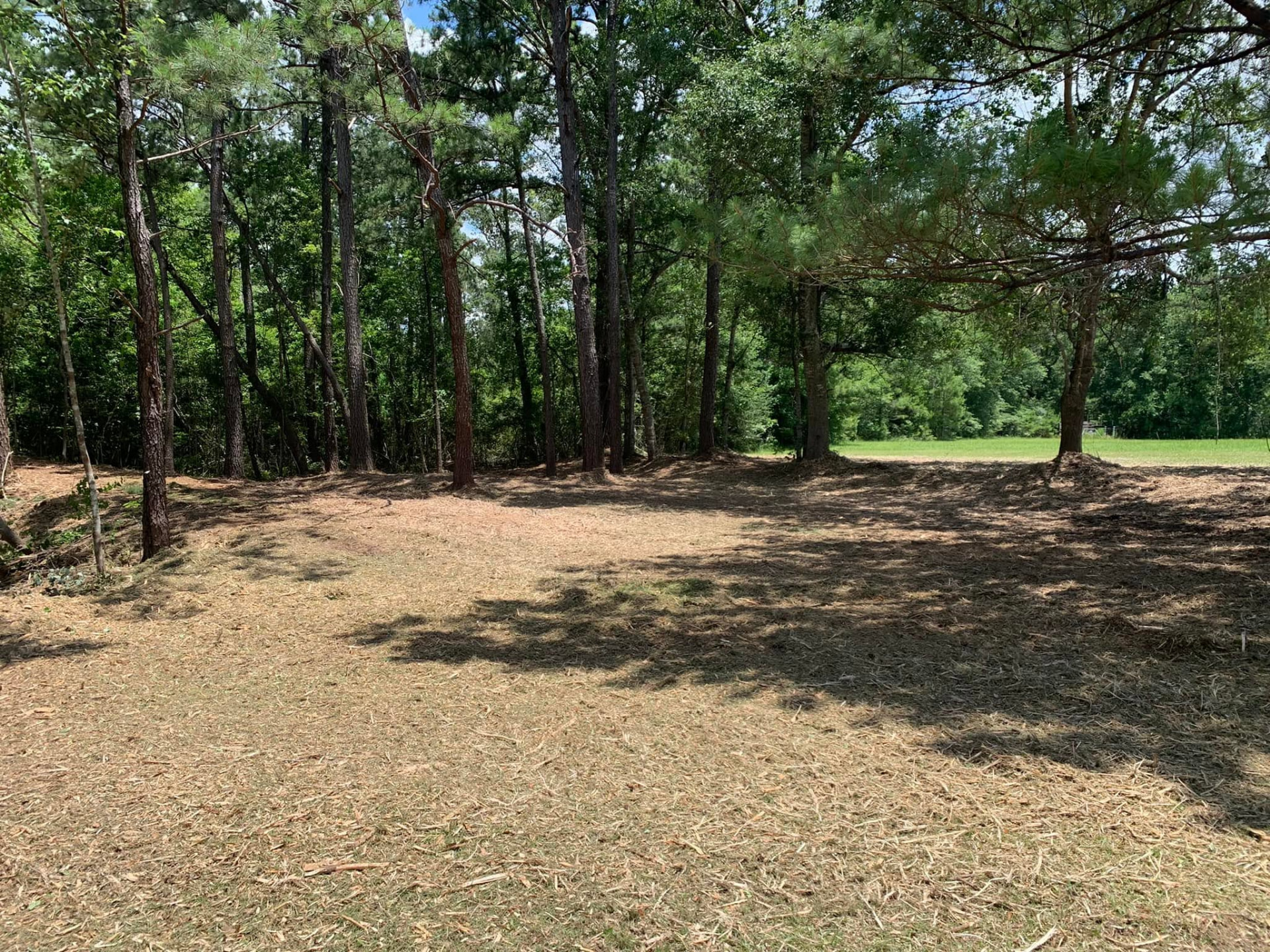 Cleared and mulched homesite shaded by mature pine trees