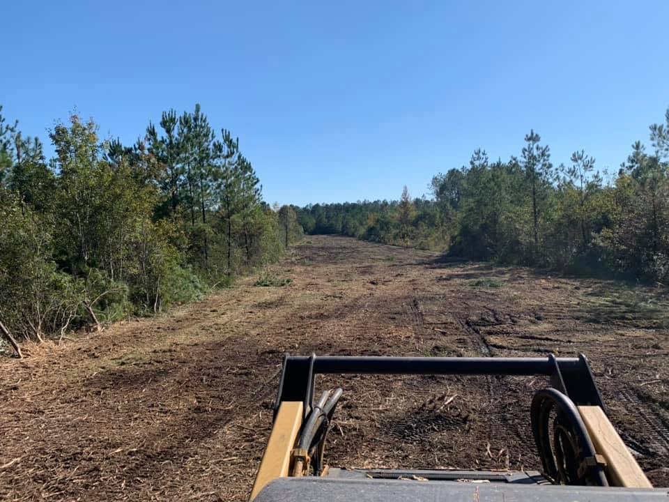 View from the operator seat mulching a path through pine woods