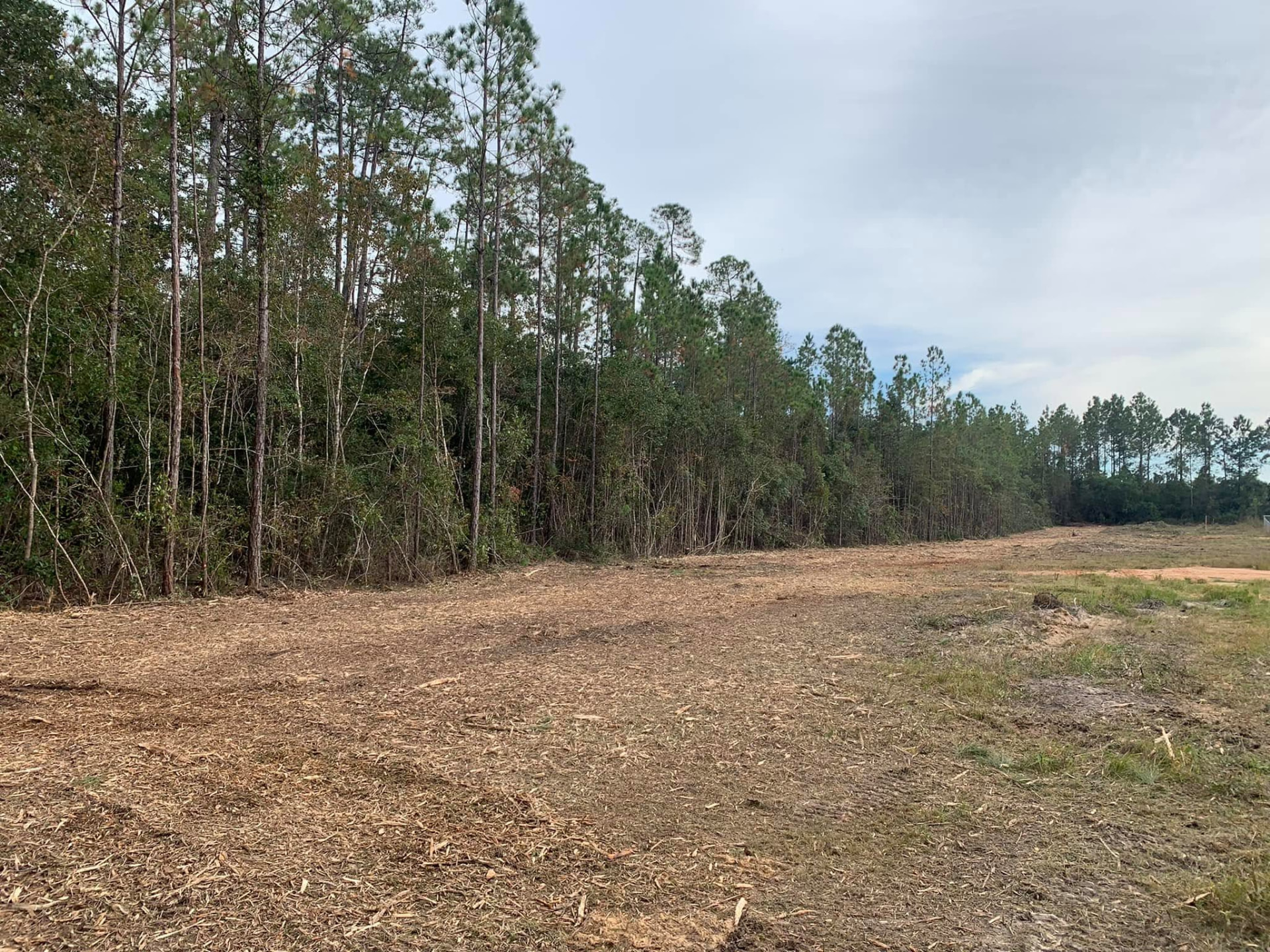 Freshly mulched land alongside a pine tree line
